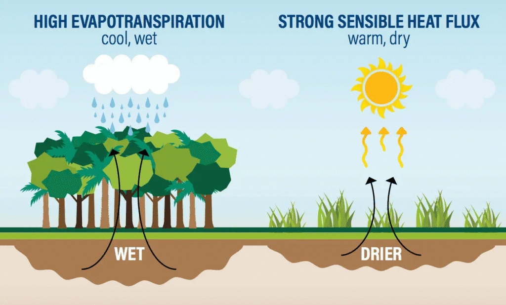 Deforestation Impacts on Climate Change