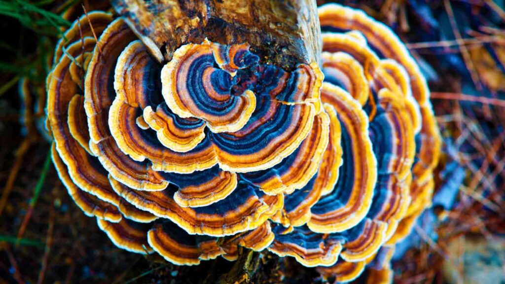 Indian Fungal Diversity