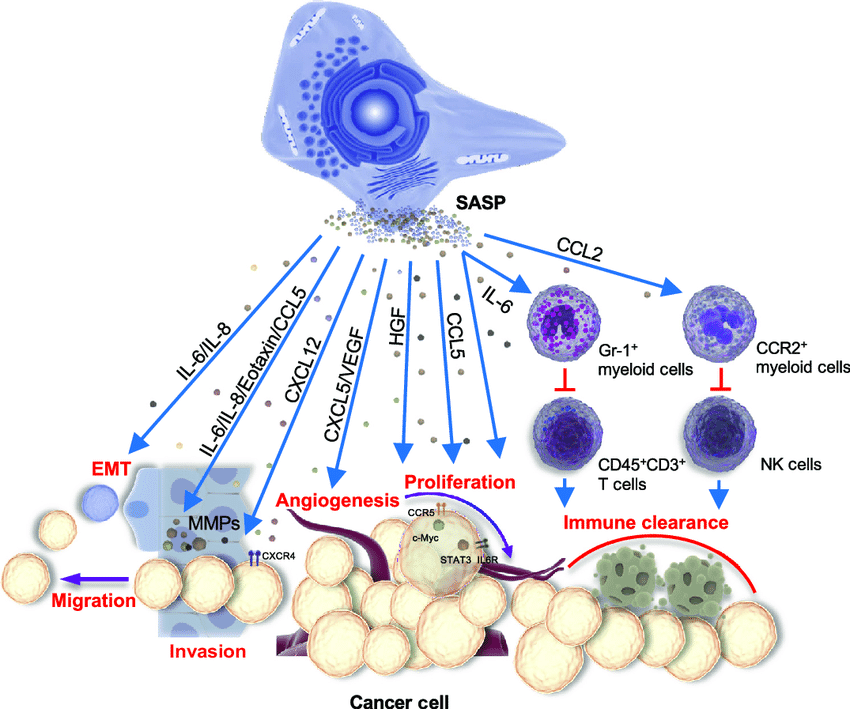 Sasp (Cellular Senescence: the Zombie Cell Phenomenon)