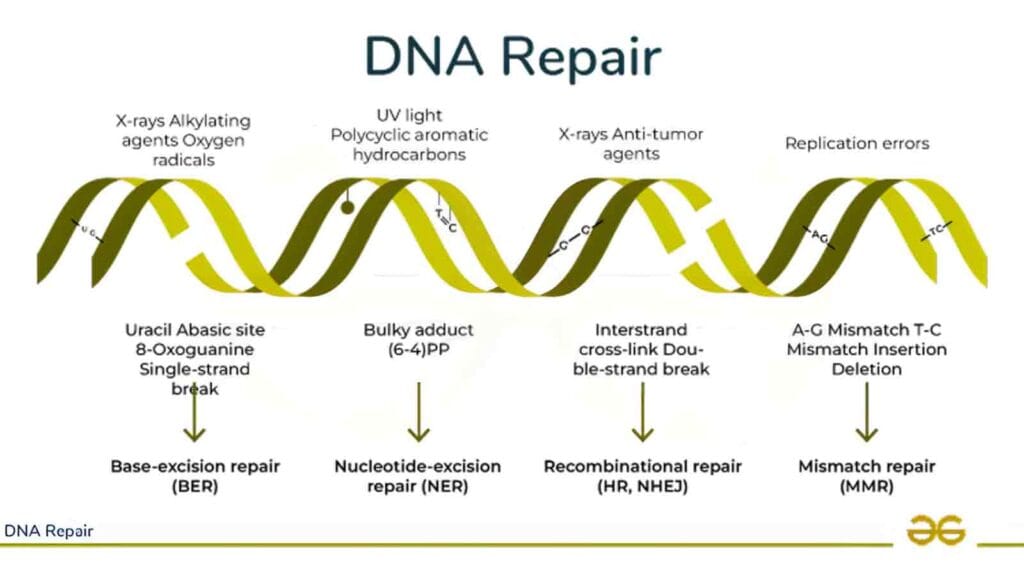 DNA Repairs Itself | Discovery That Could End Cancer Forever? 2025 Report 5 What Is DNA Repair/Self-Repairing DNA ?